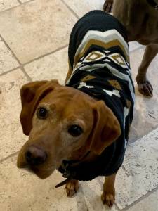 Pointer in Christmas Coat