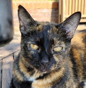 Tortoiseshell Cat named Luna. Book into one of our next Clinic Dates and Locations!