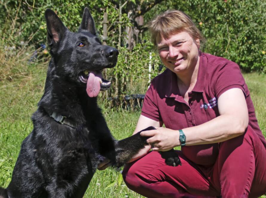 Vet Iris and German Shepherd Dog at a Pre-op assessment for Permanent Acupuncture