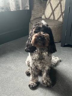 Ozzy after his Gold Bead Implants